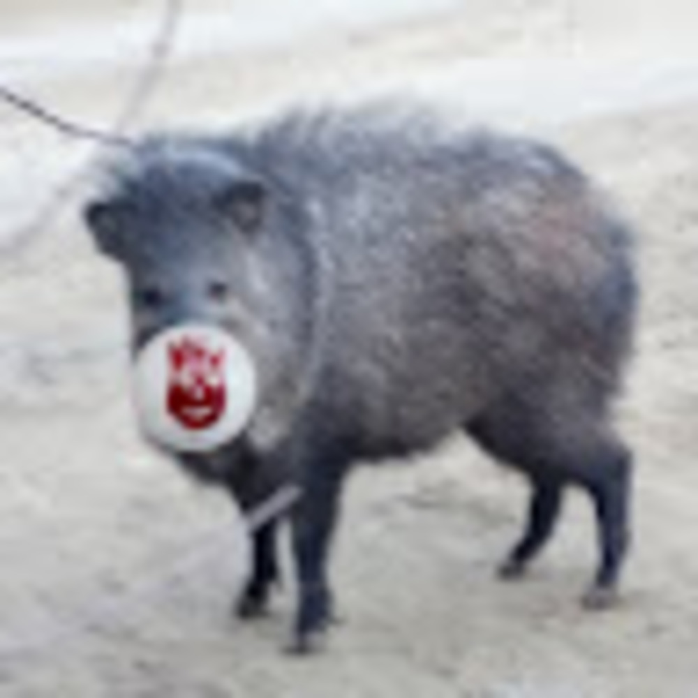 Meet your Posher, Dadduorp